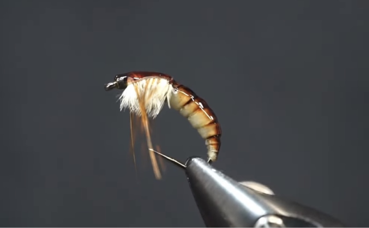 Ammonite Nymph fly pattern tied by Brian Smith