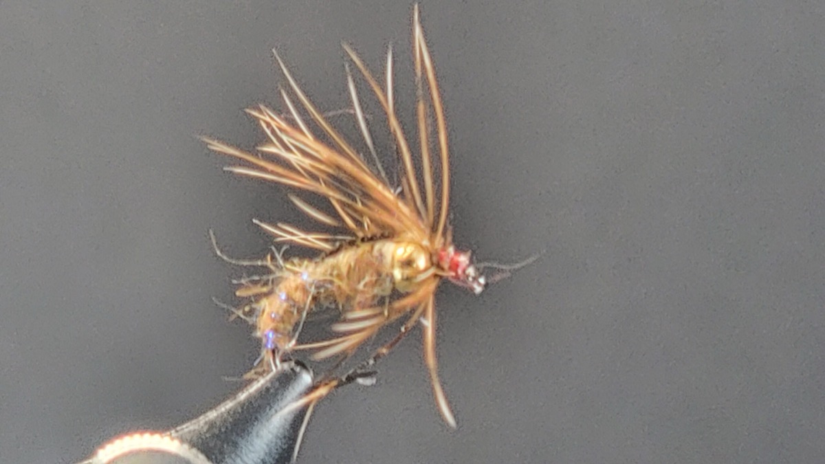 Holy Grail Caddis Emerger fly pattern tied by Darrell Olson
