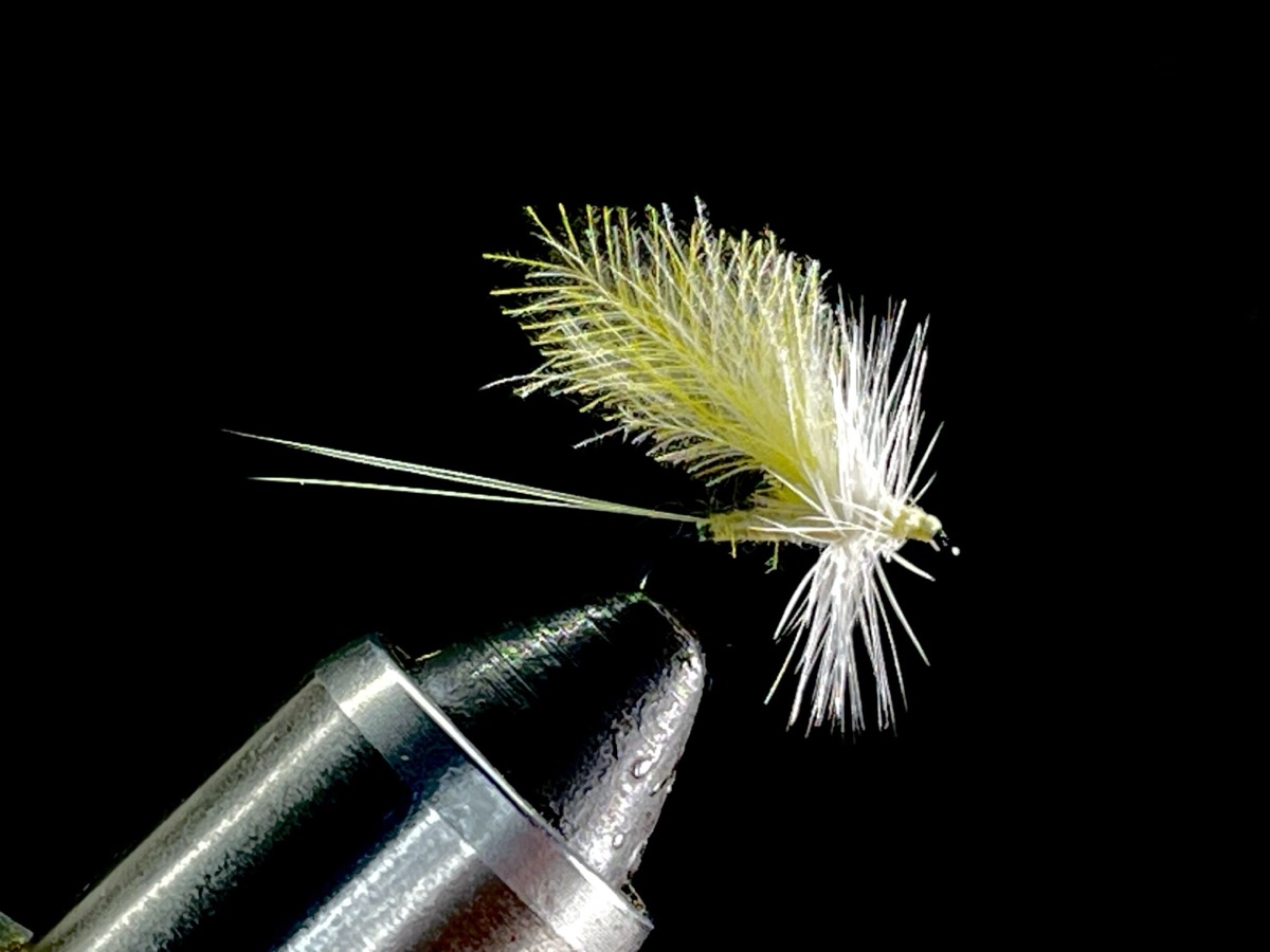 Female PMD with a CDC wing fly pattern tied by Brent Jones