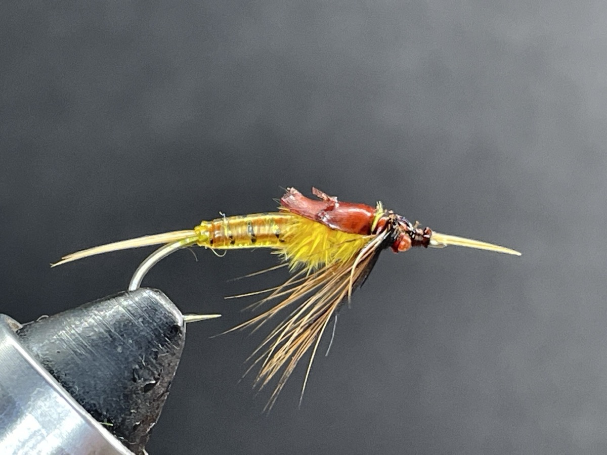 Golden Stone fly pattern tied by Brent Jones