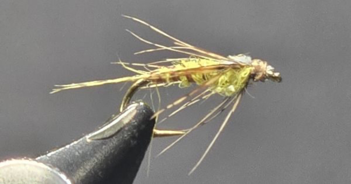 Blue-Winged Olive Nymph fly pattern tied by Darrell Olson