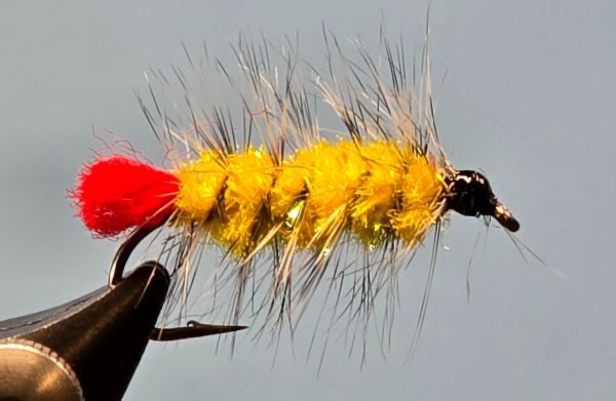Woolly Worm fly pattern tied by Darrell Olson