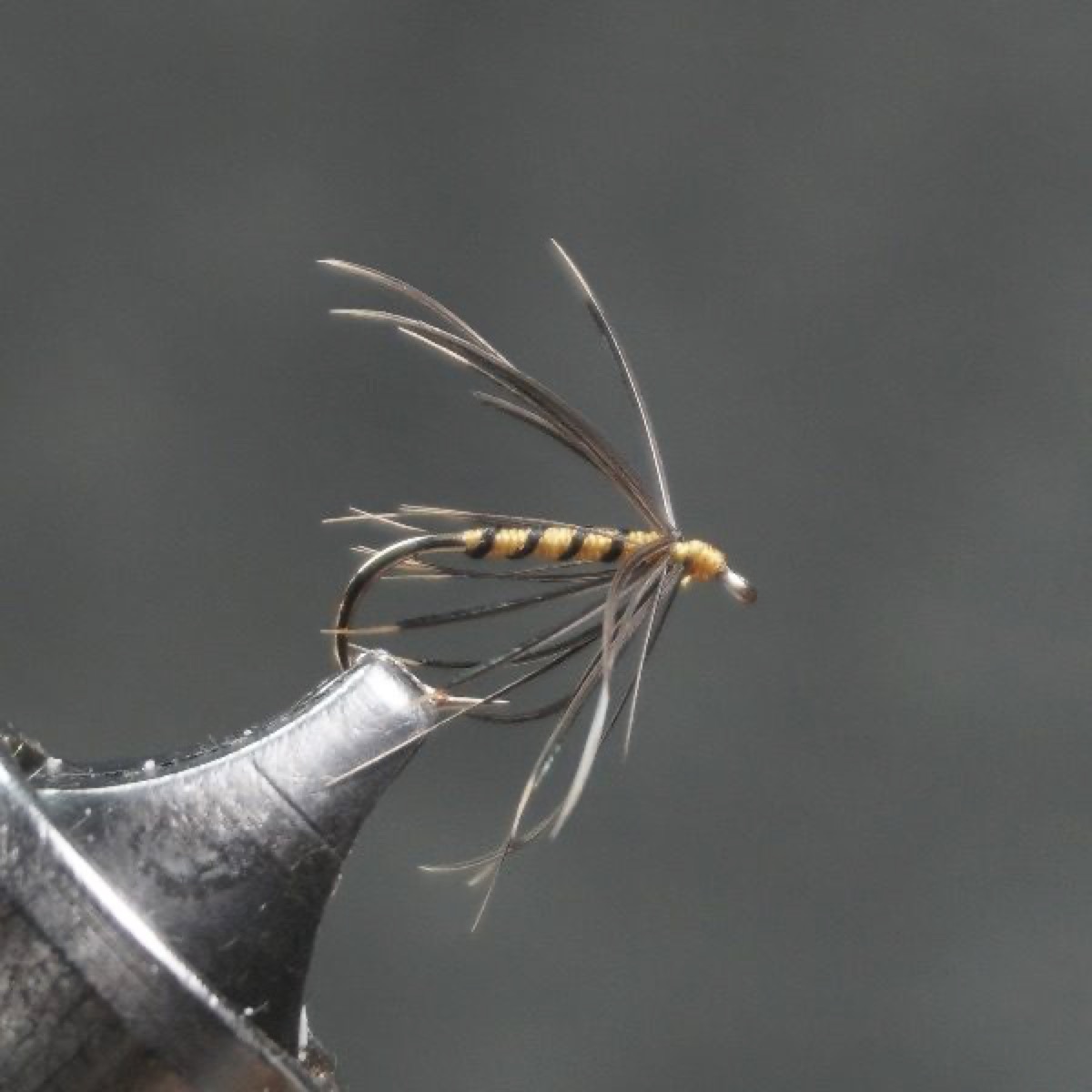 Water Cricket fly pattern tied by Christian Andrews
