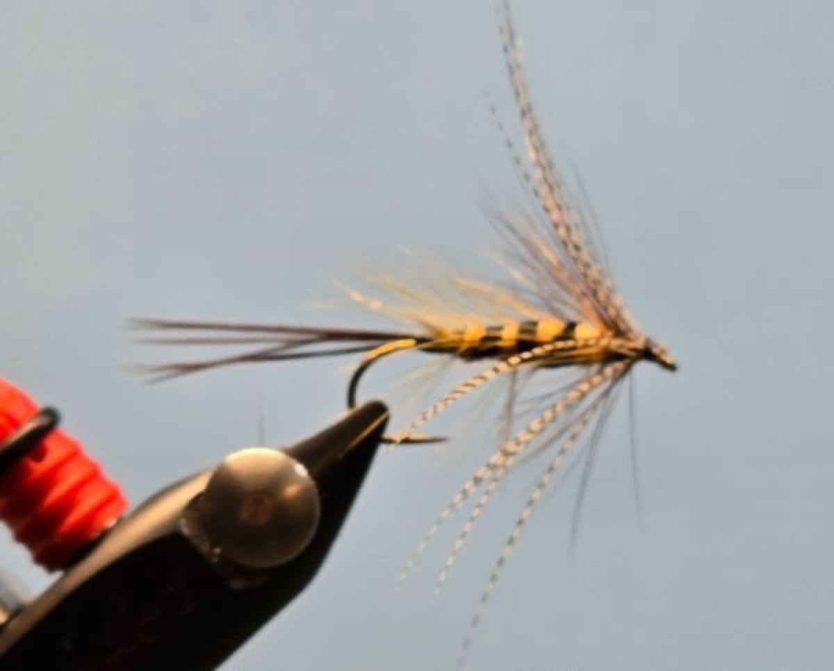 Dutch Panama fly pattern tied by Darrell Olson