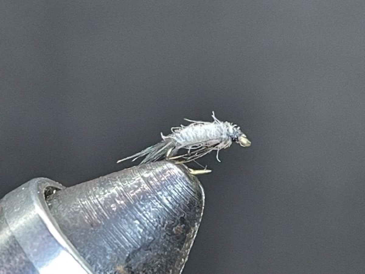 Trico Nymph (Tricorythodes) fly pattern tied by Brent Jones