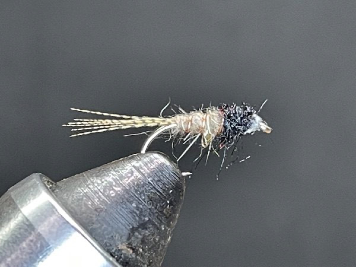 Quill Gordon Nymph (Epeorus pleuralis) fly pattern tied by Brent Jones