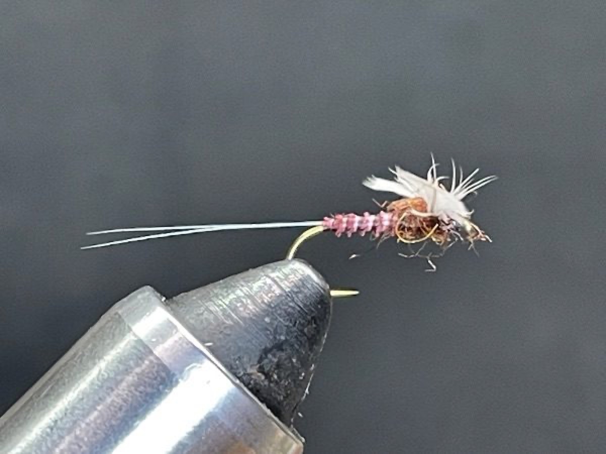 Quill Gordon Spinner (Epeorus pleuralis) fly pattern tied by Brent Jones