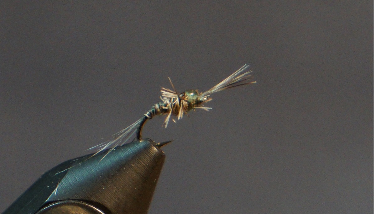 Mosquito larva fly pattern tied by Christian Andrews