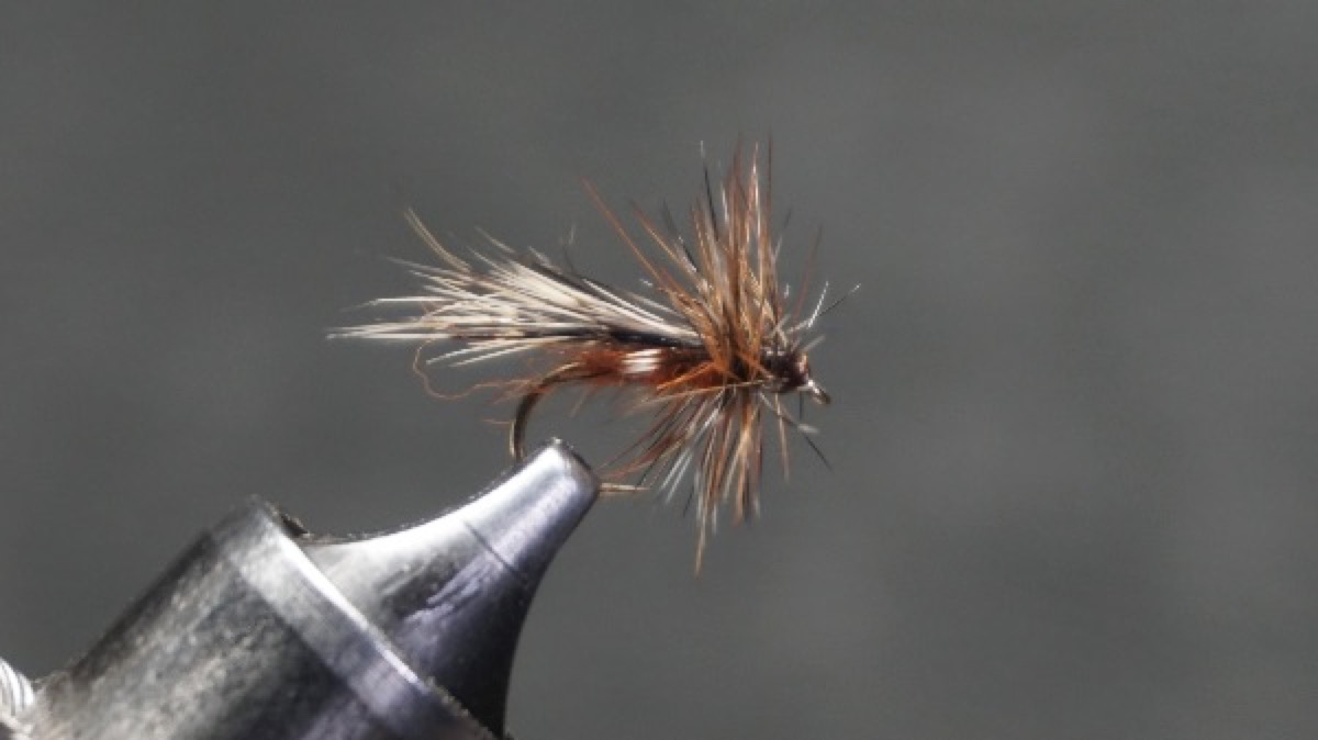 Chuck Caddis fly pattern tied by Christian Andrews