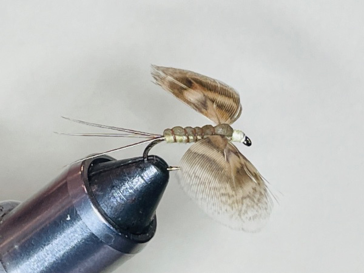 Brown Drake Spinner (Ephemera simulans) Spent Wing fly pattern tied by Brent Jones