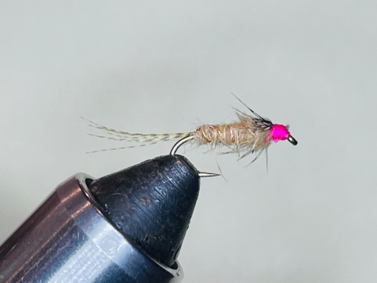 Callibaetis hot head flashback nymph (Speckled Dun) Callibaetis ferrugineus - lakes fly pattern tied by Brent Jones