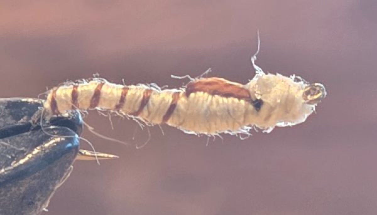 Walter Shockley's Swimming Mymph fly pattern tied by Darrell Olson