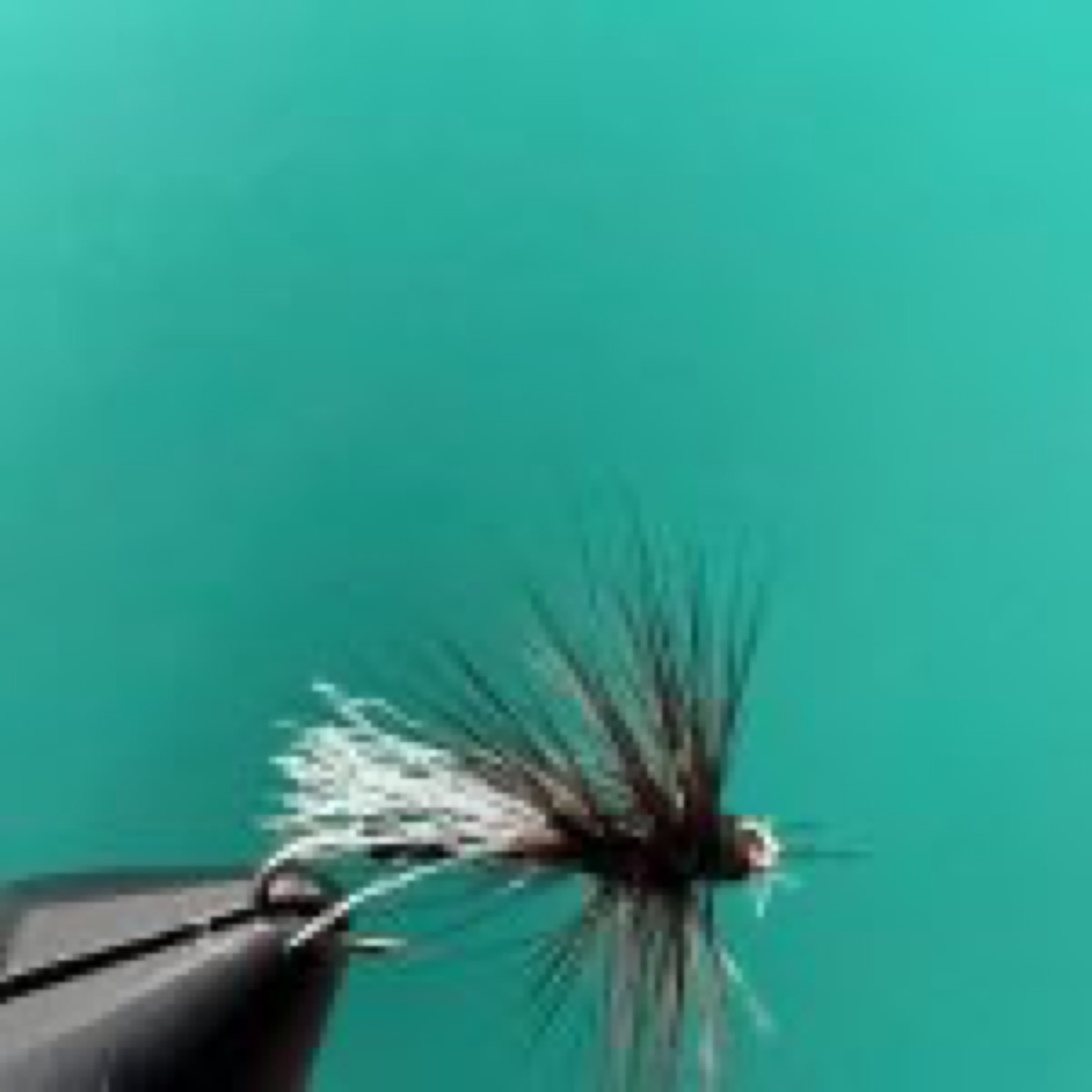 Adult Black Midge fly pattern tied by Nick Truitt