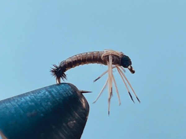 Glossosoma Caddis Larva fly pattern tied by Brent Jones