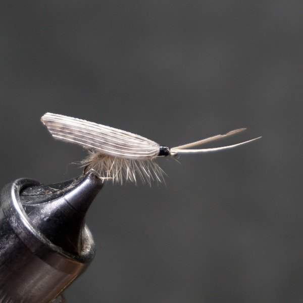Long Horned Sedge (Oecetis) fly pattern tied by Christian Andrews