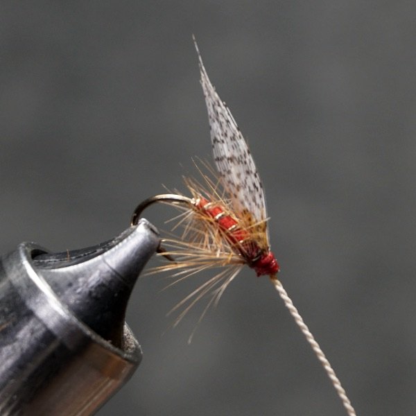 Red Ash fly pattern tied by Christian Andrews