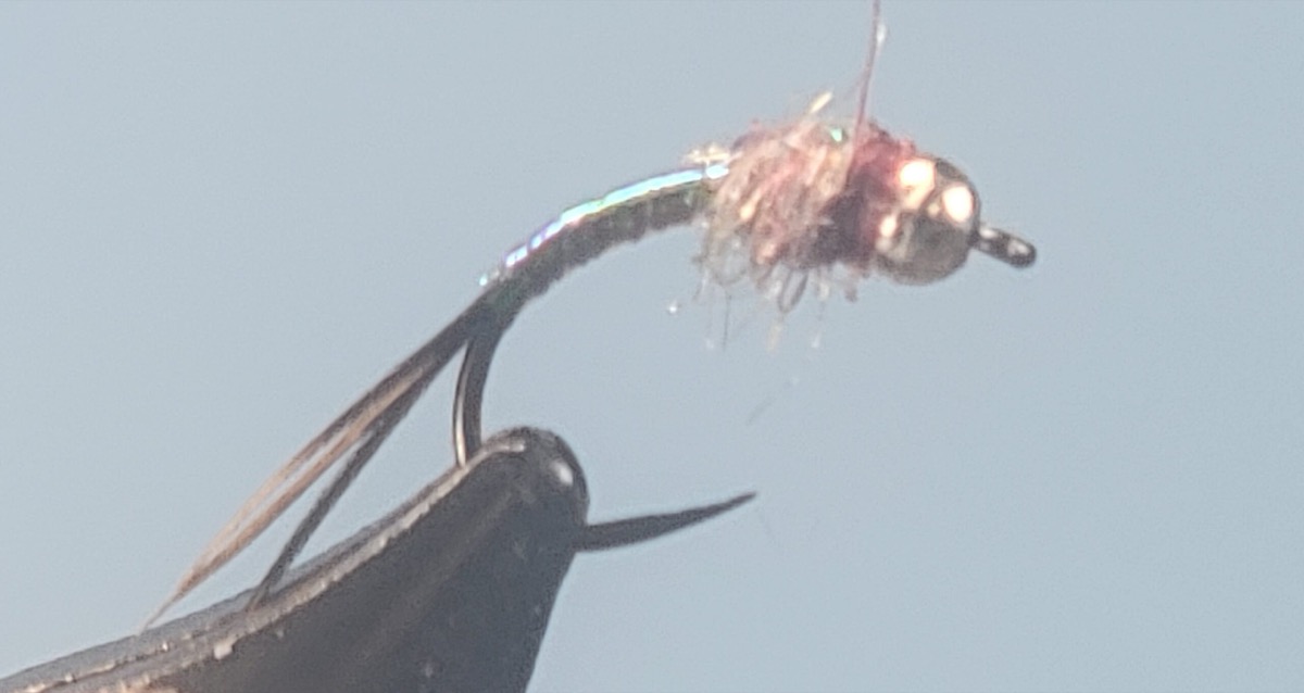 Rainbow Warrior fly pattern tied by Darrell Olson
