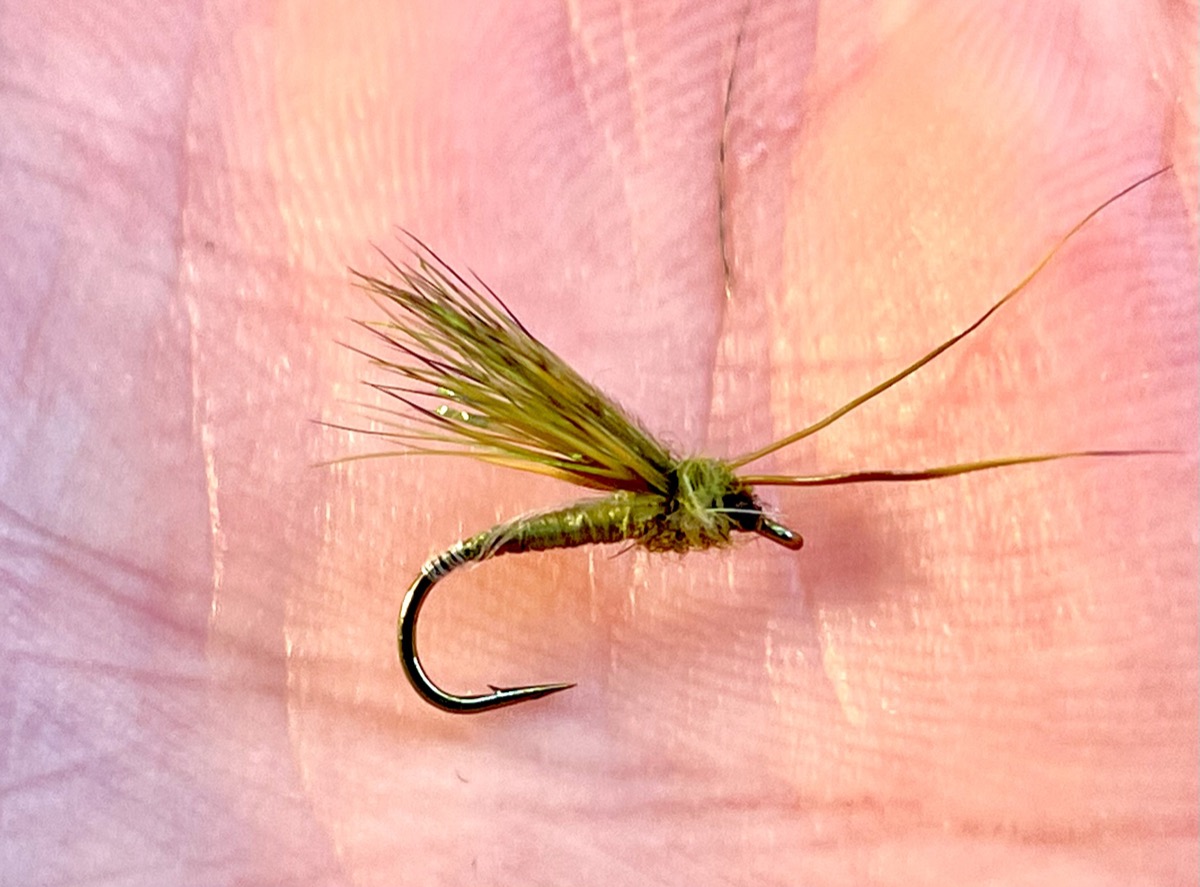 Olive E.P. & Partridge Caddis fly pattern tied by Brent Jones