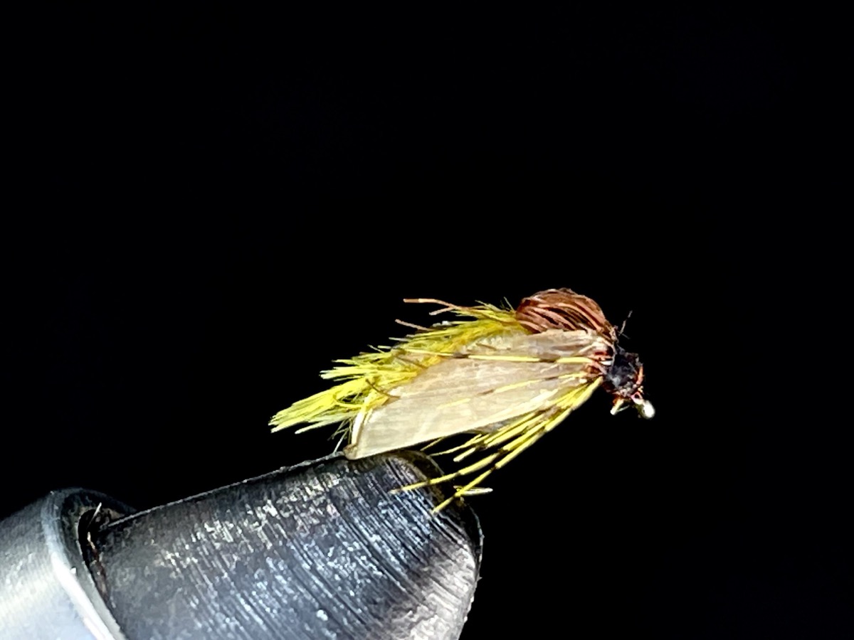 E.P. Winged Caddis Pupa fly pattern tied by Brent Jones