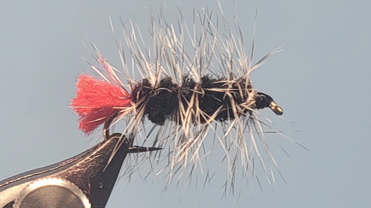 Woolly Worm fly pattern tied by Darrell Olson