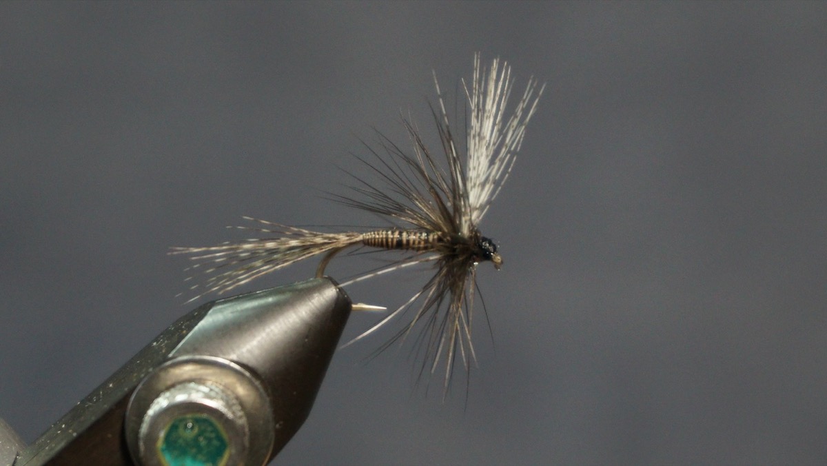 Mayfly Adult with rolled wing fly pattern tied by Christian Andrews