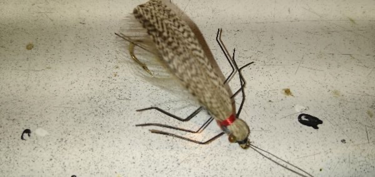 Giant Stonefly or Salmonfly fly pattern tied by Andrew Marshall