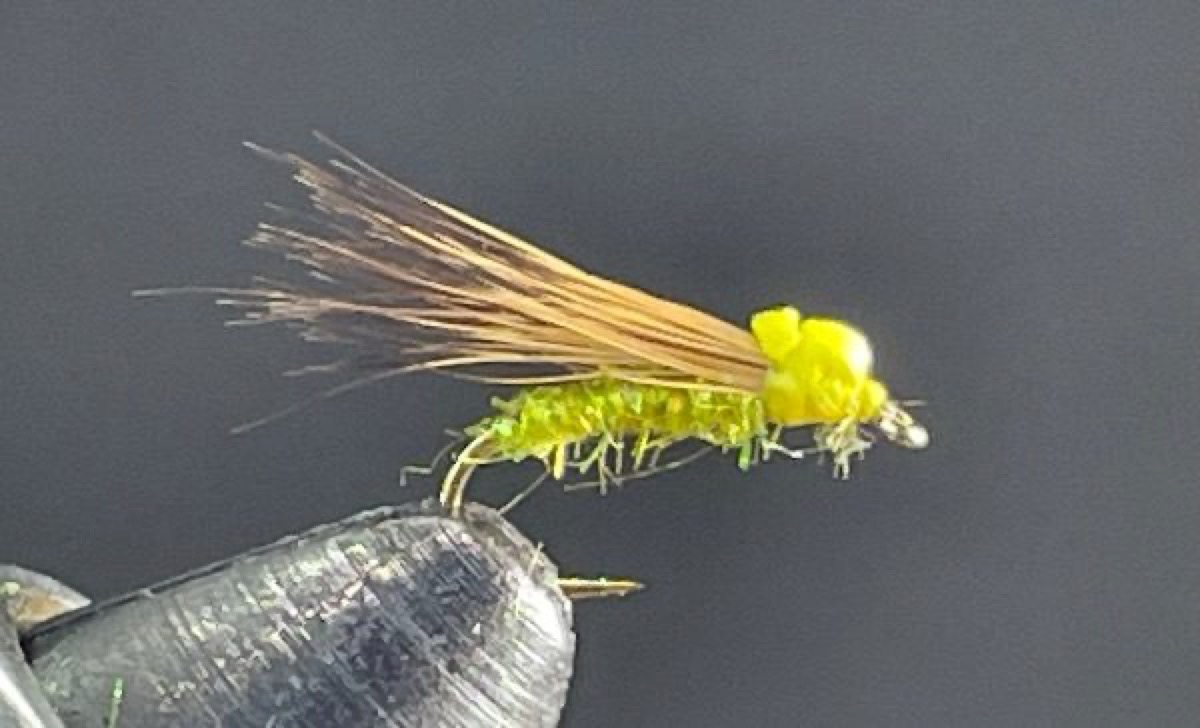 Balloon Caddis fly pattern tied by Brent Jones
