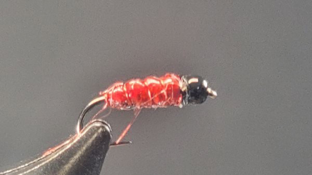 Darrell's Rudd Fly fly pattern tied by Darrell Olson
