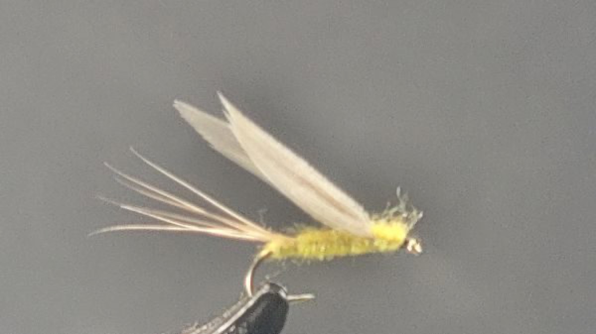 Sidewinder Mayfly Dun fly pattern tied by Darrell Olson