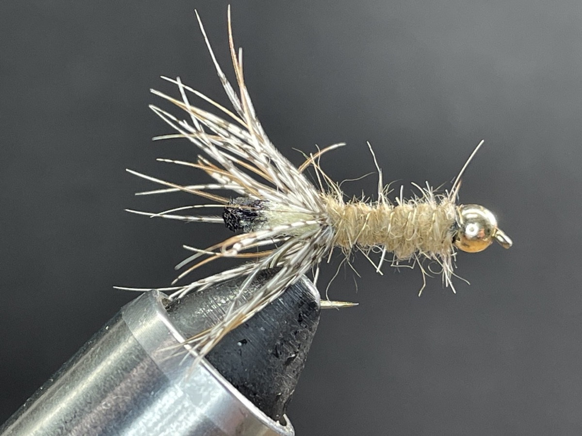Peeping Caddis fly pattern tied by Brent Jones