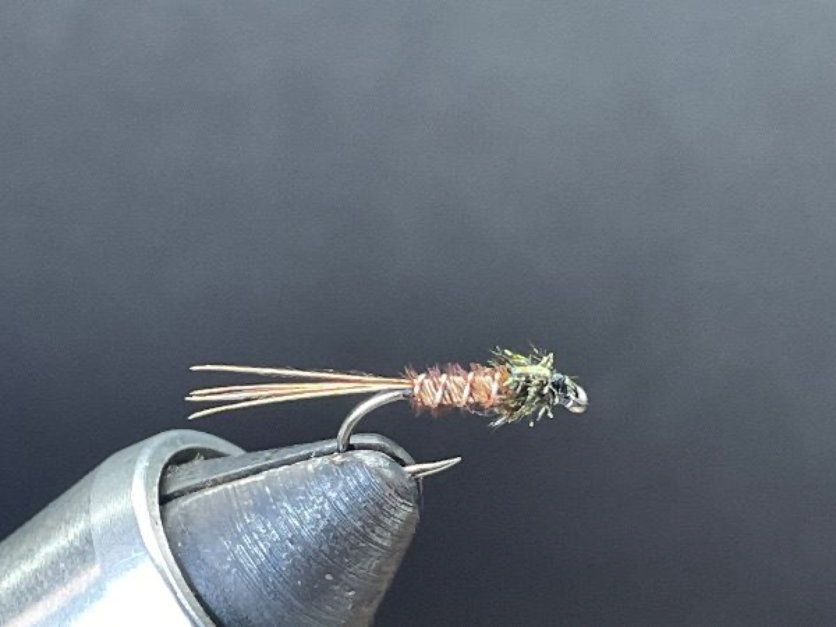 Flashback Pheasant Tail Nymph fly pattern tied by Brent Jones
