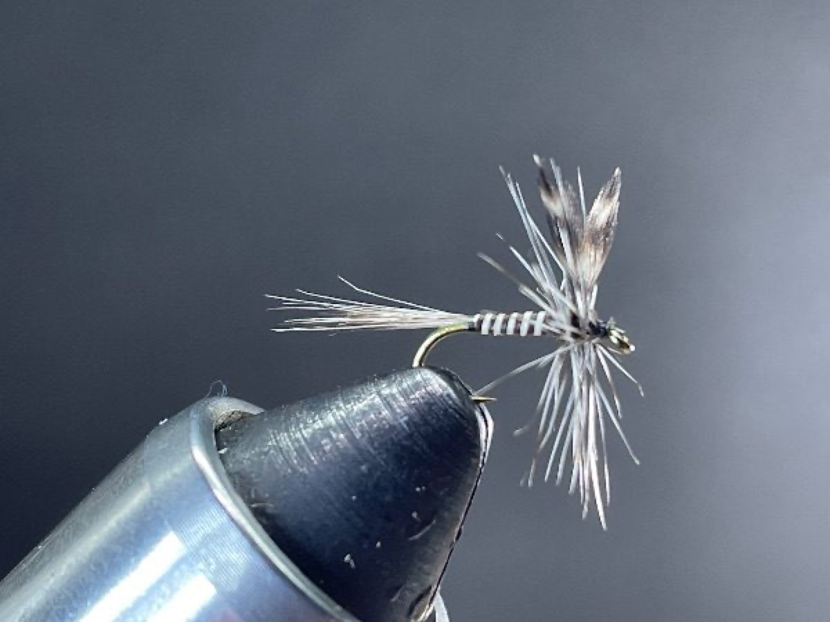 Mosquito fly pattern tied by Brent Jones
