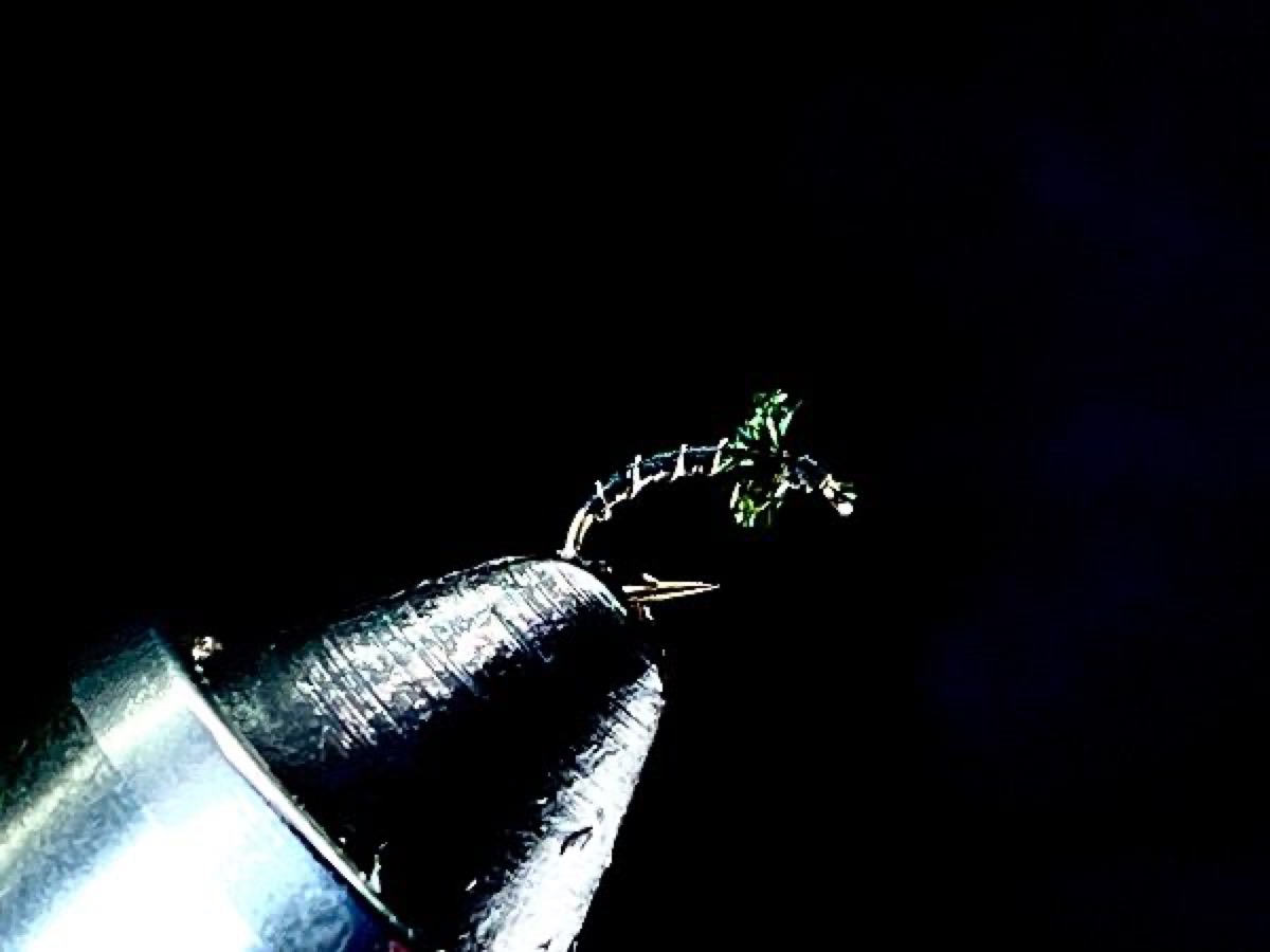 Zebra Midge fly pattern tied by Brent Jones