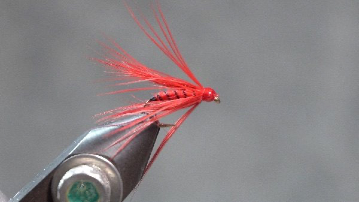 Scarlet Hackle fly pattern tied by Christian Andrews