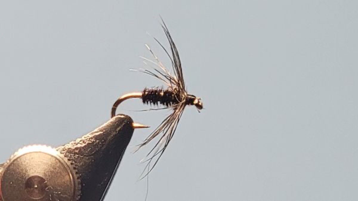 Bird's Eye Soft Hackle fly pattern tied by Darrell Olson