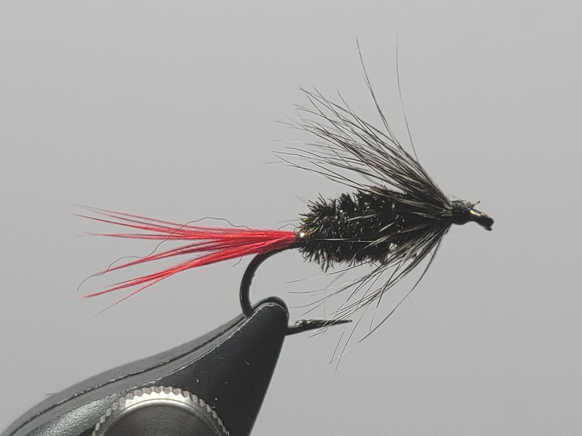 Gray Hackle Peacock Wet Fly fly pattern tied by Darrell Olson