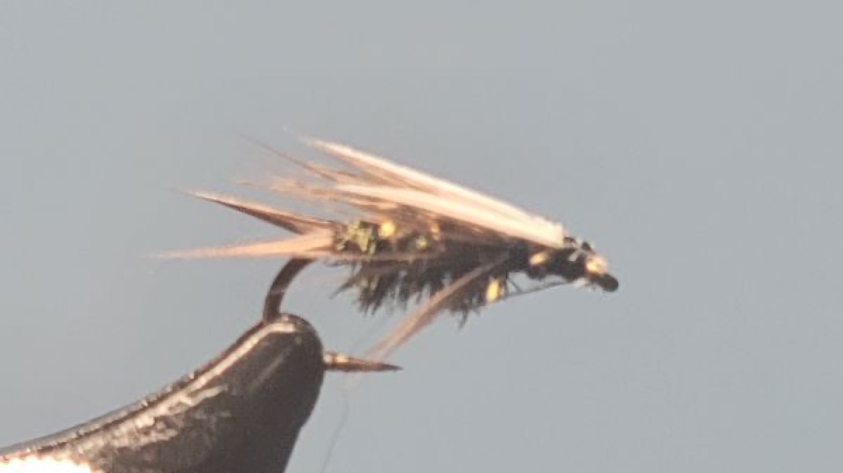 Prince Nymph fly pattern tied by Darrell Olson