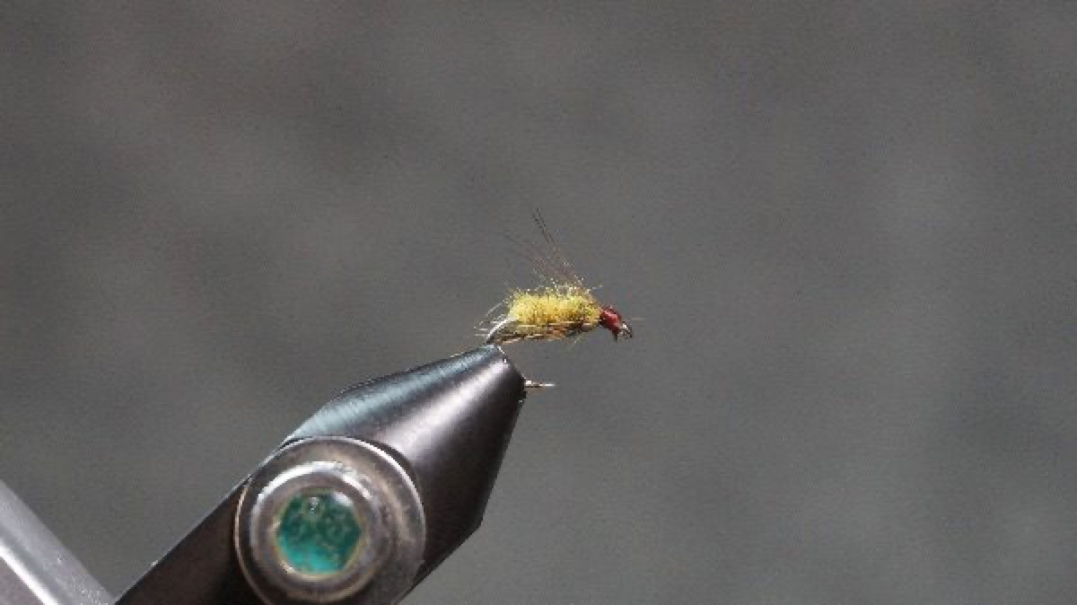Bluewinged Olive Emerger (Variant) fly pattern tied by Christian Andrews