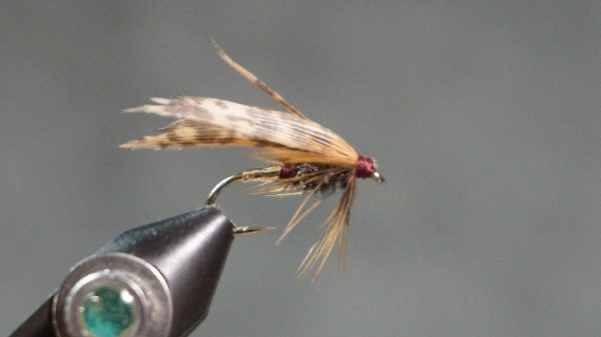 Alder fly pattern tied by Christian Andrews