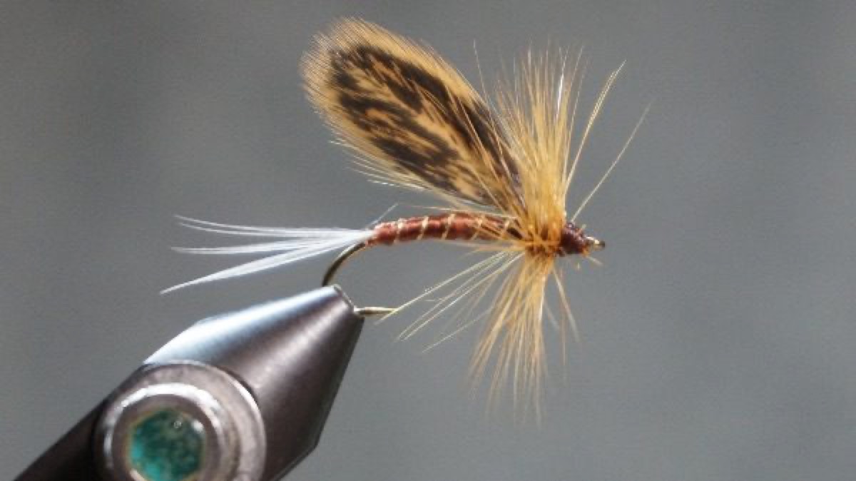 August Dun fly pattern tied by Christian Andrews