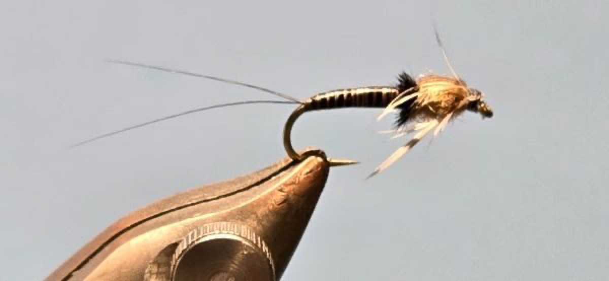 Leptophlebia Nymph fly pattern tied by Darrell Olson