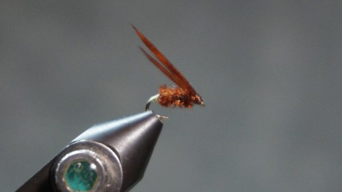 Brown Gnat fly pattern tied by Christian Andrews