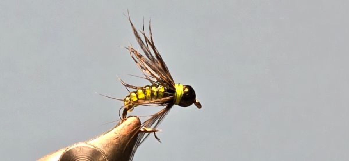 Bead Head Hot Spot Caddis Pupa fly pattern tied by Darrell Olson