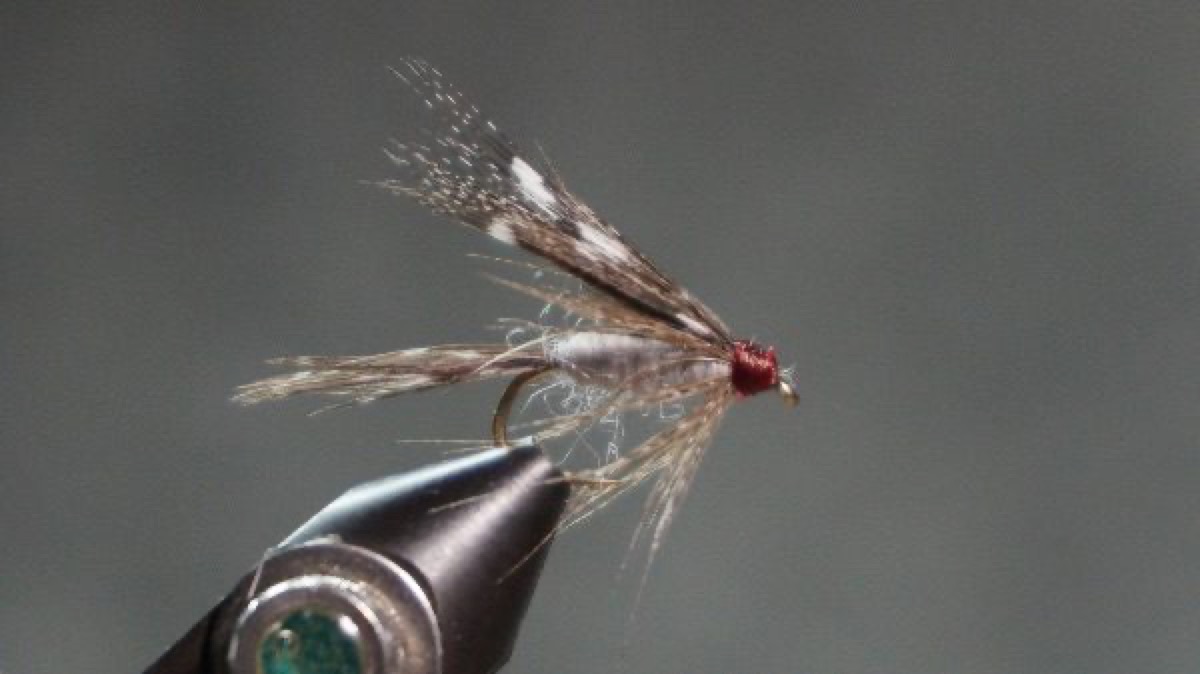 Beauty fly pattern tied by Christian Andrews