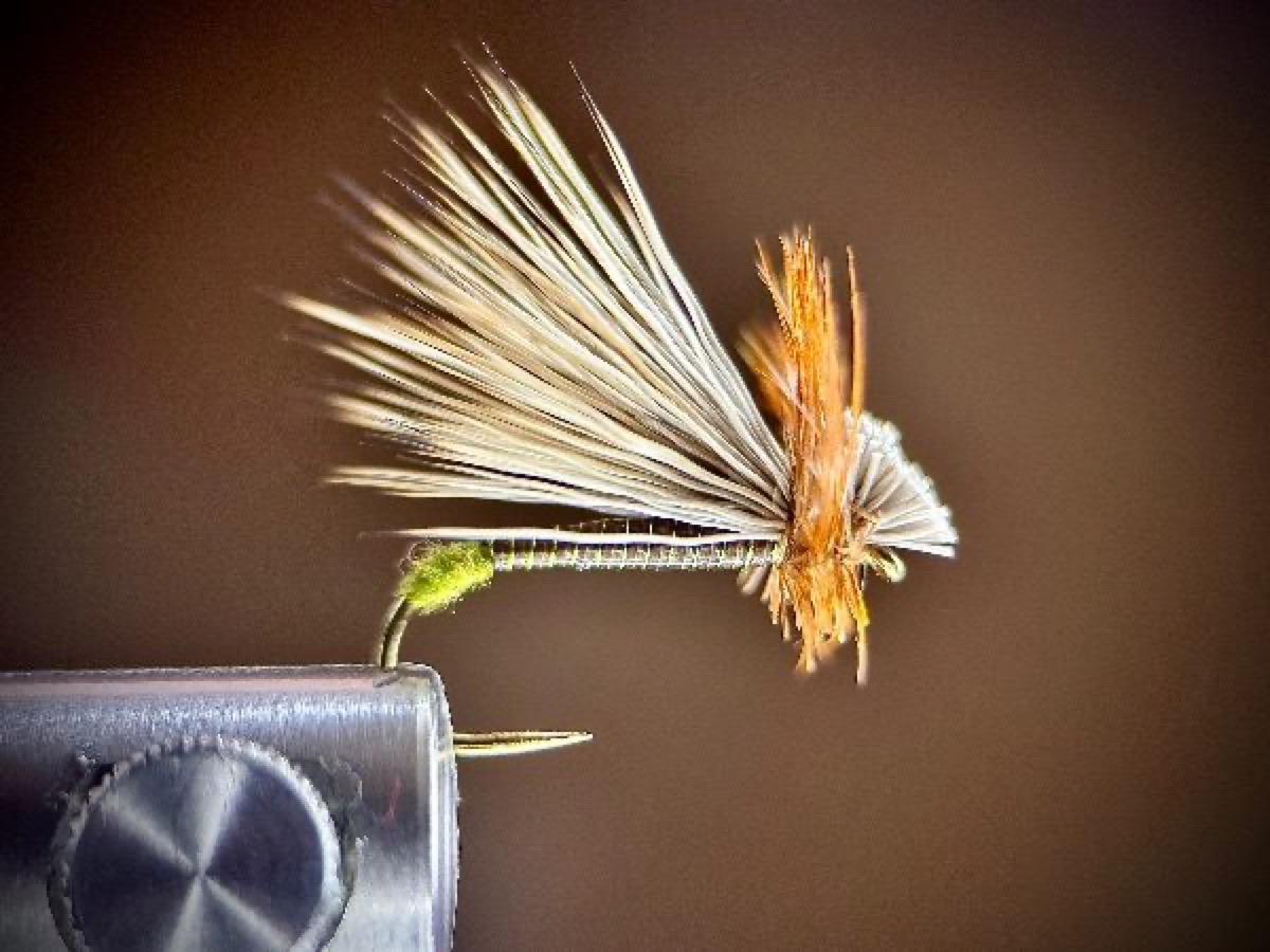 Egg laying caddis fly pattern tied by Ryan Storch