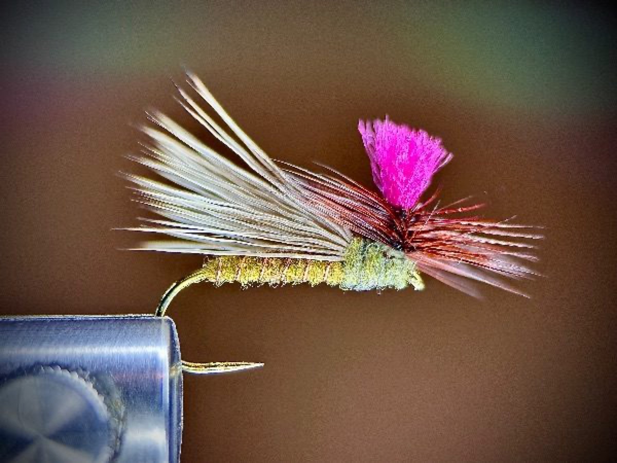 Bloom caddis fly pattern tied by Ryan Storch
