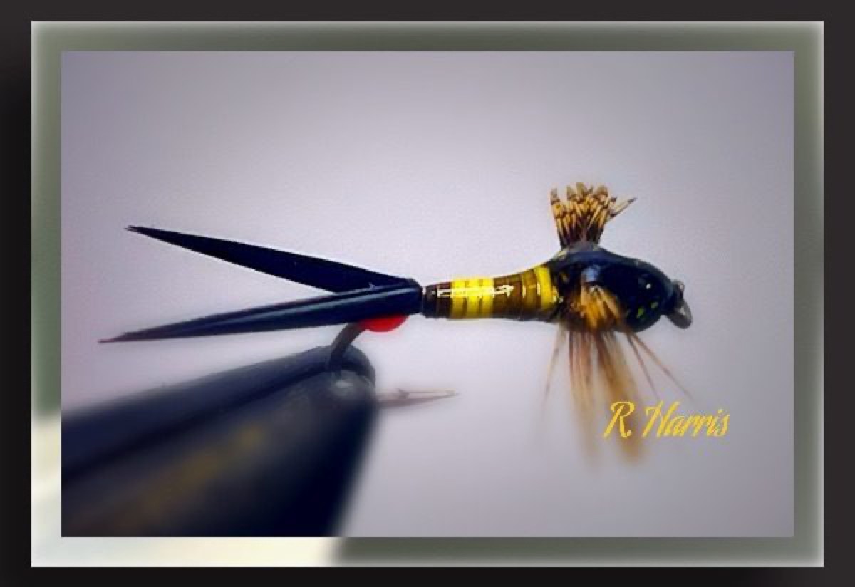 Peccary Nymph fly pattern tied by Richard Harris