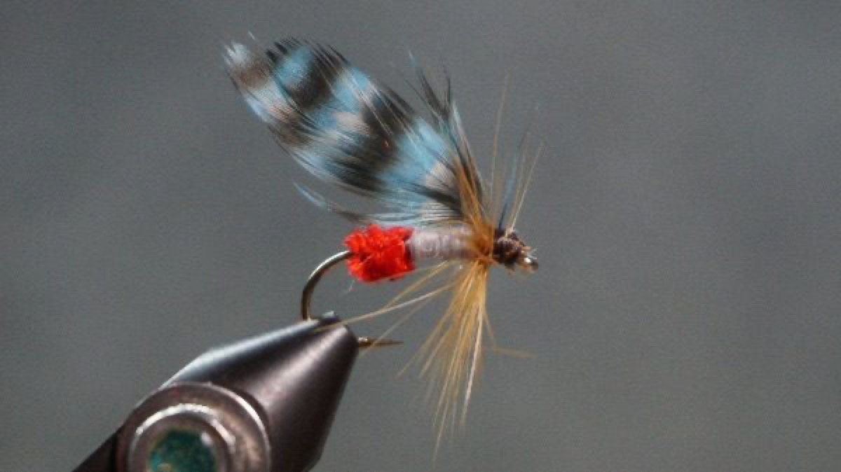 Blue Jay fly pattern tied by Christian Andrews