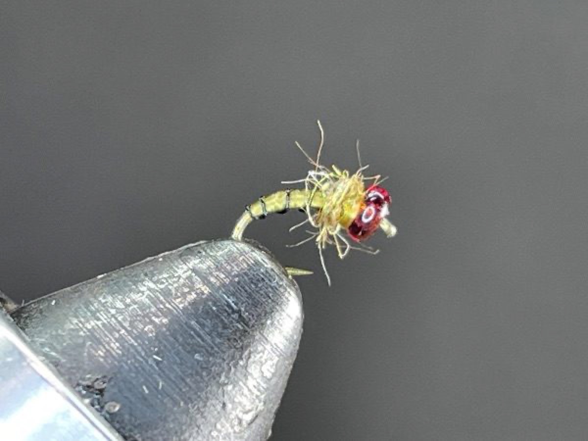 Periwinkle (variant) fly pattern tied by Brent Jones