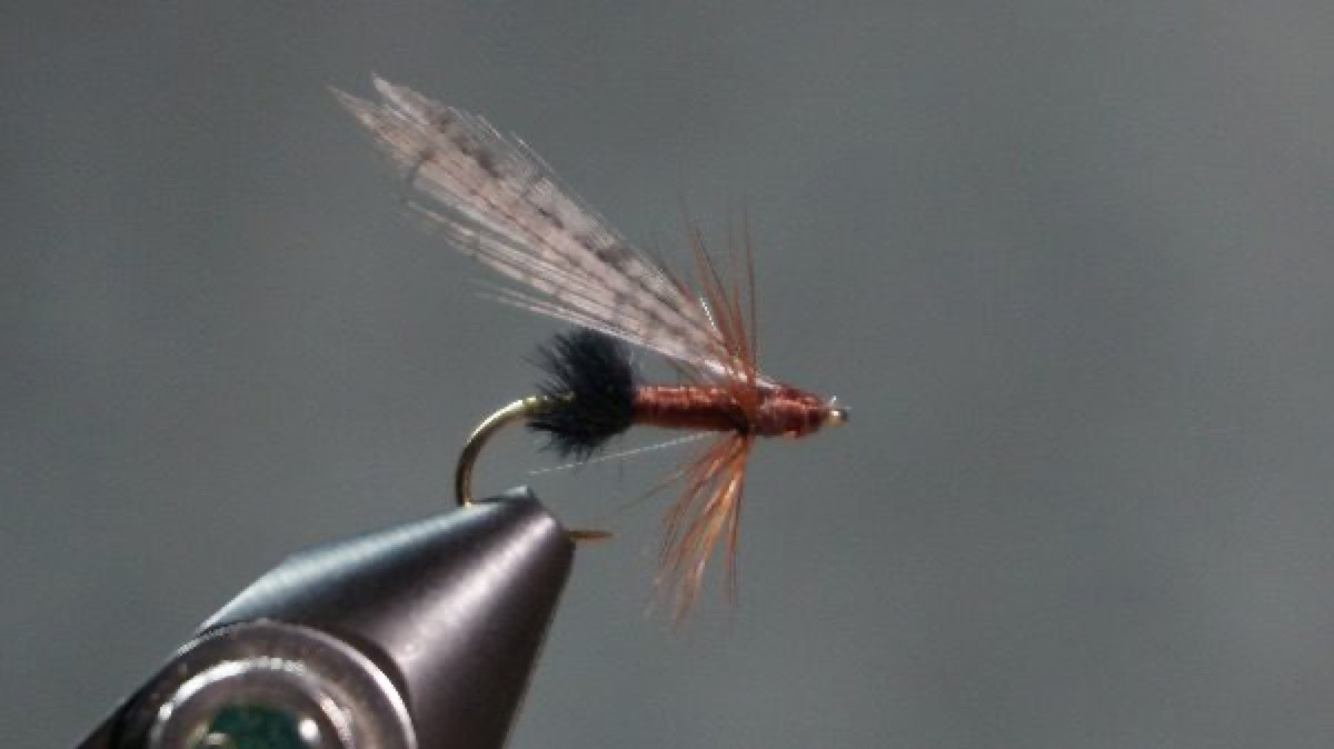 Brown Ant fly pattern tied by Christian Andrews